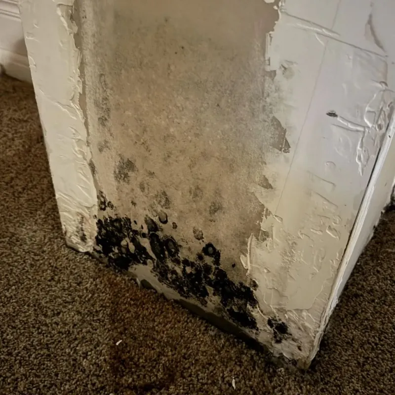 Professional Mold Removal in Salado, TX